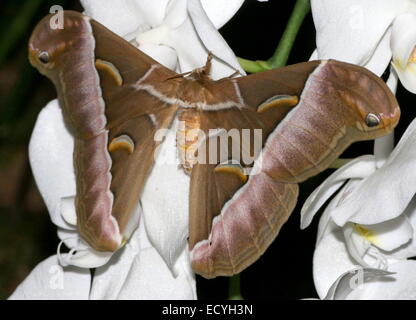 Ein Riesen Asian Silanthus Silkmoth oder Eri Silkmoth (Samia Cynthia) auf eine tropische weiße Orchidee Blume in Nahaufnahme Stockfoto