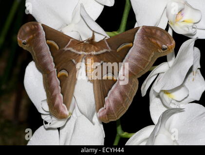 Ein Riesen Asian Silanthus Silkmoth oder Eri Silkmoth (Samia Cynthia) auf eine tropische weiße Orchidee Blume in Nahaufnahme Stockfoto