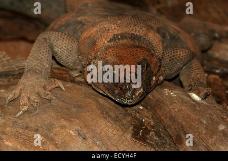 Wüste Wohnung North American gemeinsame Chuckwalla (Sauromalus Ater, früher Sauromalus Obesus) Stockfoto