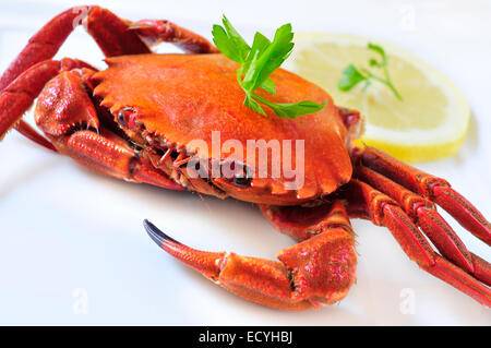Nahaufnahme einer gekochten samt Krabbe auf weißem Hintergrund Stockfoto