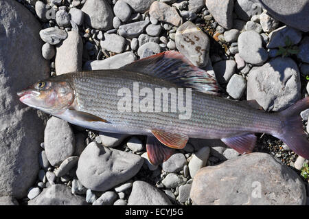 Europäische Äsche. Produktion eines Fischers auf dem Ural-Fluss - Birke Äschen. Stockfoto