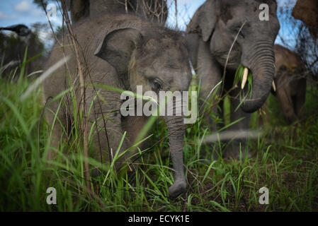 Elefantenherde mit jungen Tieren im Kambas-Nationalpark, Sumatra, Indonesien. Stockfoto