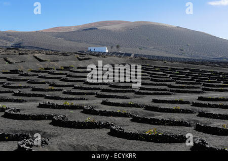 Weinberge auf schwarzem Vulkansand in La Geria Tal, Insel Lanzarote, Kanarische Inseln, Spanien Stockfoto
