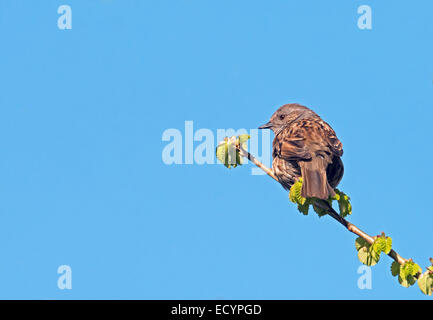 Heckenbraunelle (Hedge Sparrow)-Prunella Modularis. Stockfoto