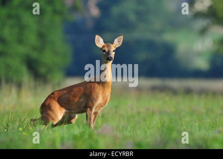 Reh Stockfoto