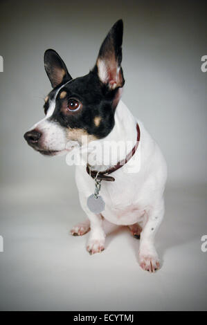 Eine junge Ratte terrier pet portrait.. Stockfoto