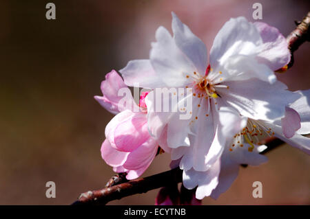 Kirschblüten-Blüten im Frühjahr. Stockfoto