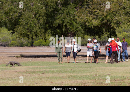 Komodo-Waran, Varanus Komodensis, Touristen und Führer zu Fuß mit Drachen auf Rinca, Komodo National Park, Indonesien. Stockfoto
