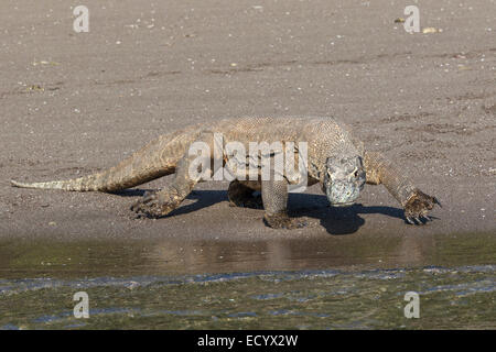 Komodo-Waran, Varanus Komodensis, Komodowaran, patrouillieren einen Strand auf der Insel Rinca, Komodo National Park, Indonesien Stockfoto