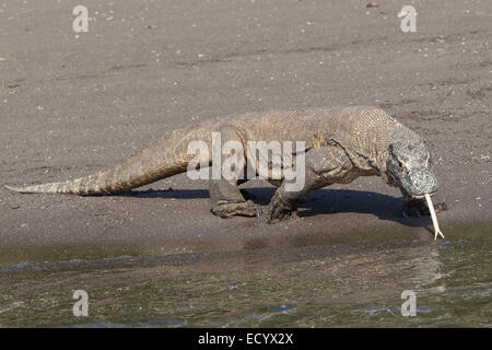 Komodo-Waran, Varanus Komodensis, Komodowaran, patrouillieren einen Strand auf der Insel Rinca, Komodo National Park, Indonesien Stockfoto