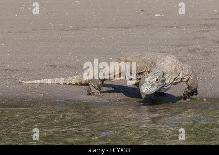 Komodo-Waran, Varanus Komodensis, Komodowaran, patrouillieren einen Strand auf der Insel Rinca, Komodo National Park, Indonesien Stockfoto