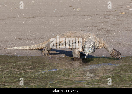 Komodo-Waran, Varanus Komodensis, Komodowaran, patrouillieren einen Strand auf der Insel Rinca, Komodo National Park, Indonesien Stockfoto