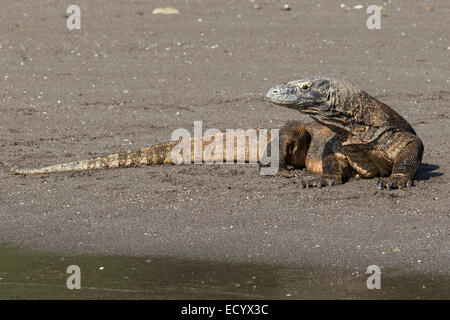 Komodo-Waran, Varanus Komodensis, Komodowaran, patrouillieren einen Strand auf der Insel Rinca, Komodo National Park, Indonesien Stockfoto