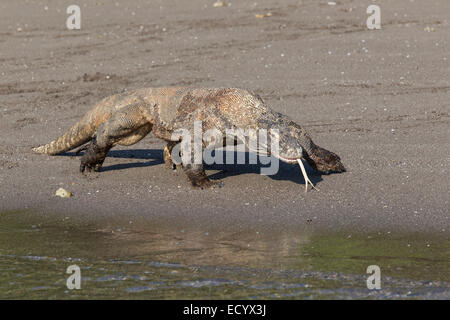 Komodo-Waran, Varanus Komodensis, Komodowaran, patrouillieren einen Strand auf der Insel Rinca, Komodo National Park, Indonesien Stockfoto