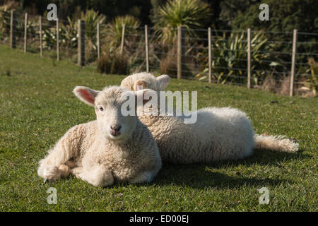 kleine Lämmer ruht auf dem Rasen Stockfoto