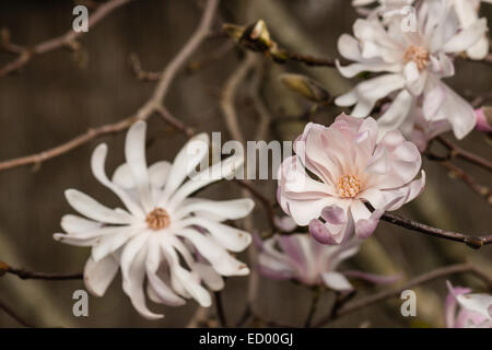Detail der rosa Magnolien Blumen Stockfoto