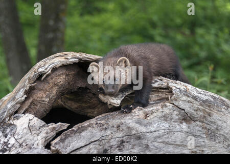 Fischer sitzend auf toter Baum, in der Nähe von Sandstein, Minnesota, USA Stockfoto