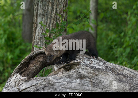 Neugierig Fisher, in der Nähe von Sandstein, Minnesota, USA Stockfoto