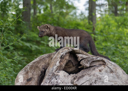 Fisher, stehend auf einem Baumstamm, in der Nähe von Sandstein, Minnesota, USA Stockfoto