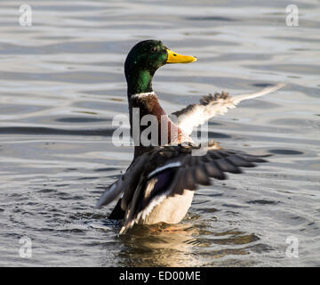 Erwachsenen Mallard Drake, mit den Flügeln auf dem Wasser. Stockfoto