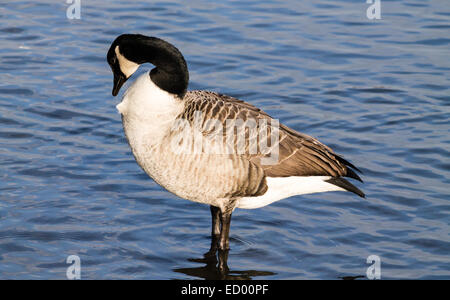 Kanadagans (Branta Canadensis), stehen im Teich und seine Federn putzen. Reflexion von der Oberfläche. Stockfoto