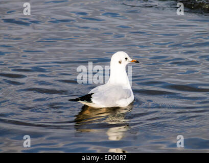 Gemeinsamen Gull (Larus Canus), Schwimmen im Teich. Stockfoto