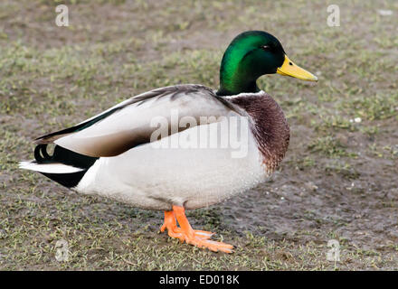 Erwachsenen Mallard Drake, stehend auf dem Rasen. Stockfoto