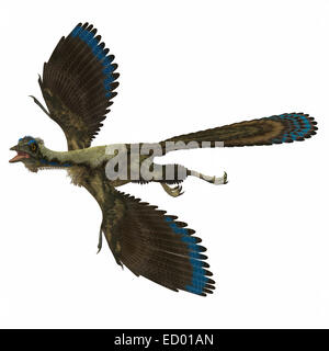 Archaeopteryx ist die primitivste bekannte Vogel und lebte in der deutschen Jurassic Alter. Stockfoto