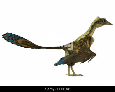 Archaeopteryx ist die primitivste bekannte Vogel und lebte in der deutschen Jurassic Alter. Stockfoto