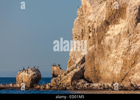 Warmen Abendlicht auf Roca Solitaria, einem Felsvorsprung und Brown Pelican Kolonie von Agua Verde, Baja California Sur, Mexiko Stockfoto