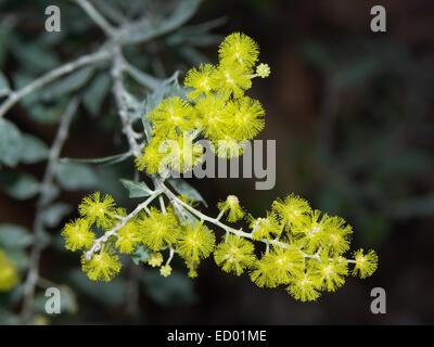 Cluster von lebhaften gelben Blüten der Australian native Flechtwerk Baum - Akazienarten - gegen dunkelgrünen Hintergrund Stockfoto