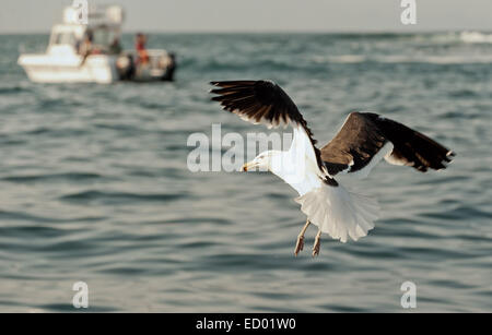 Fliegende Möwe und das Boot im Meer Stockfoto