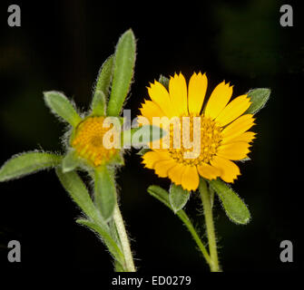 Gelbe Blume & behaarte grüne Blätter der Asteriscus Maritimus gelb Teris, mediterranen Strand Daisy, auf schwarzem Hintergrund Stockfoto