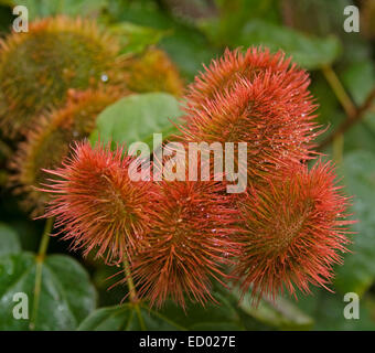 Cluster von ungewöhnlichen & attraktive helle rote behaarte Samenkapseln von Bixa Orellana, eine ornamentale Blütenstrauch Stockfoto