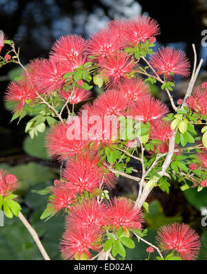 Masse des herrlichen hellen rosa / rot Blumen & Smaragd Laub von Calliandra erröten Pixie, Puderquaste Busch auf dunklem Hintergrund Stockfoto