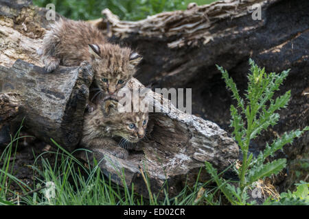 Paar von Bobcat Kätzchen auf ein altes Protokoll, in der Nähe von Sandstein, Minnesota, USA Stockfoto