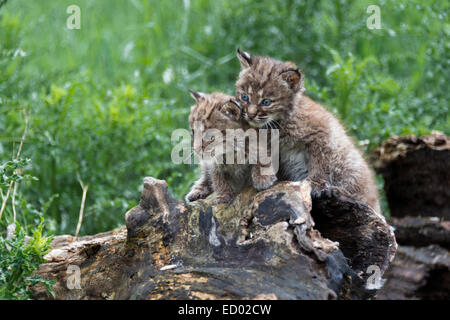 Bobcat Kätzchen spielen auf einem alten log #4, in der Nähe von Sandstein, Minnesota, USA Stockfoto