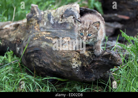 Blauäugige Bobcat Kätzchen auf ein altes Protokoll, in der Nähe von Sandstein, Minnesota, USA Stockfoto