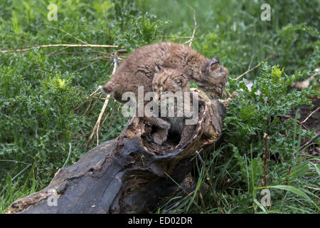 Zwei Bobcat-Kätzchen spielen auf einem hohlen Baumstamm, in der Nähe von Sandstein, Minnesota, USA Stockfoto