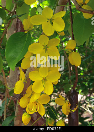 Blütenstand der großen goldenen Blüten und Smaragdgrün Blättern von Cassia Fistula, Golden Shower Tree, Blumenemblem von Thailand Stockfoto