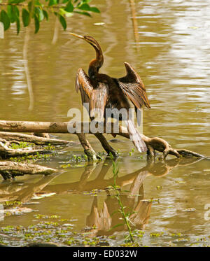 Australasian Schlange-necked Darter, Anhinga Novaehollandiae, auf Baumstamm, trocknen ausweitende Flügel & spiegelt sich im ruhigen Wasser des Sees im Stadtpark Stockfoto