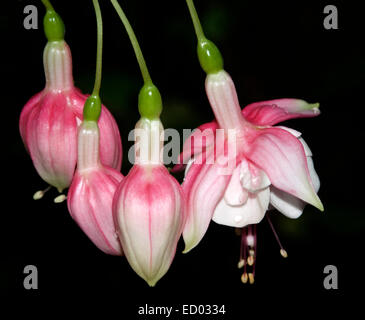 Cluster von schönen rosa und weißen Blüten und Knospen von Fuchsia "Swing-a-Long" auf schwarzem Hintergrund Stockfoto