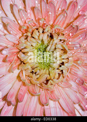 Close-up der beeindruckenden rosa Blume Gerbera Bauerii Nobleflora Sorte mit Regentropfen Glitzern auf mehreren Ebenen der Blütenblätter Stockfoto