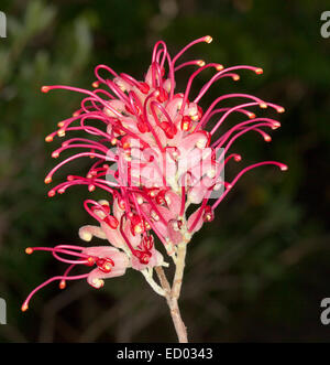 Lebendiges rot / rosa Blume der Grevillea Banksii, ein Australian native Pflanze wächst in freier Wildbahn, vor einem dunklen Hintergrund Stockfoto