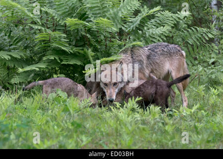 Grauer Wolf im Farne mit Welpen, in der Nähe von Sandstein, Minnesota, USA Stockfoto