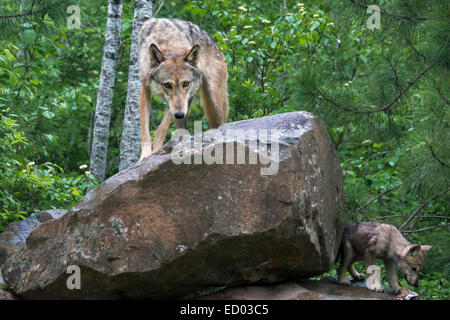 'Leg dich nicht mit den Welpen', grauer Wolf und Cub, in der Nähe von Sandstein, Minnesota, USA Stockfoto