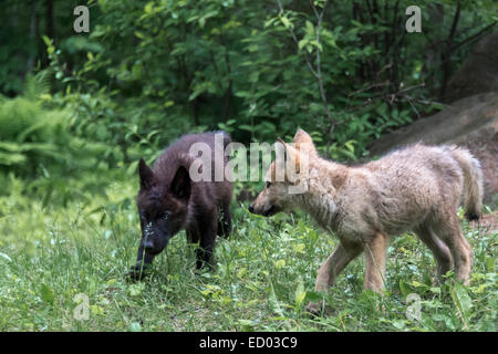 Schwarze und graue Wolfswelpen spielen, in der Nähe von Sandstein, Minnesota, USA Stockfoto