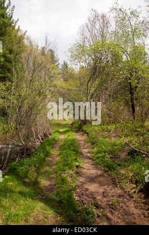 Feldweg in den Wald laufen.  Auf den Spuren gibt es Schlamm.  Viele Bäume auf beiden Seiten des Weges. Stockfoto