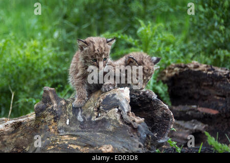 Paar von Bobcat Kätzchen auf ein altes Protokoll, in der Nähe von Sandstein, Minnesota, USA Stockfoto