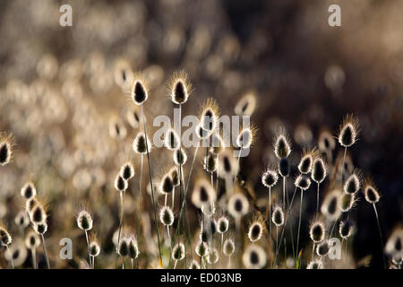 Wollgras (Wollgras) blühende Küste Pflanzen Natur Hintergrund Stockfoto